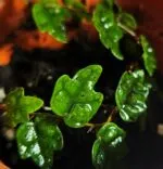 Ficus quercifolia