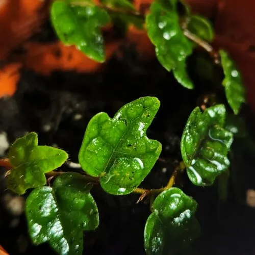 Ficus quercifolia