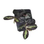 Pellionia repens - Plantas para terrários