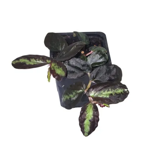 Pellionia repens - Piante per terrari