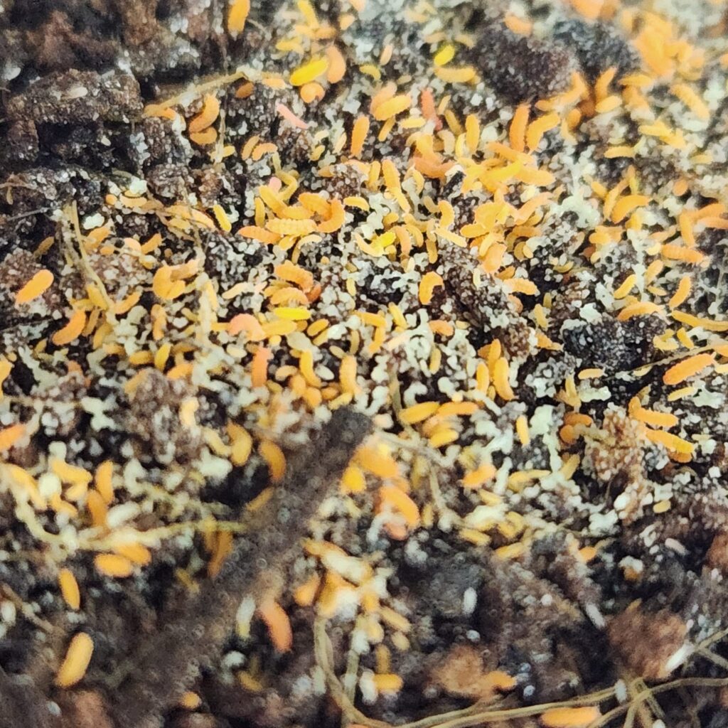 Colembolos Naranjas (Yuukianura aphoruroides)