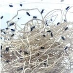 Drosophila funebris | Alimento vivo nutritivo para reptiles y anfibios