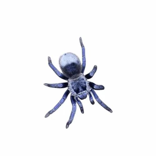 Tarántula Azul Brasileña