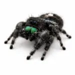 Araña saltarina real