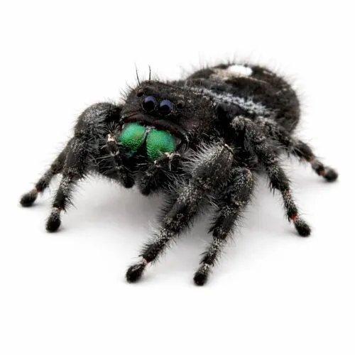 Araña saltarina real