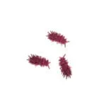 Colémbolo Thai Red Spiky