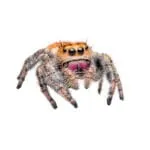 hidippus regius salticidae