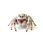Phidippus regius White Bahamas