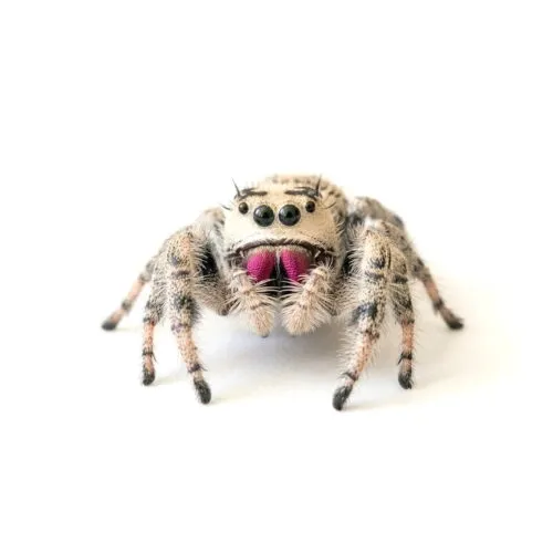 Phidippus regius White Bahamas