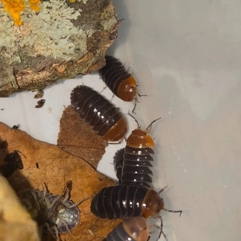 Armadillidium flavoscutatum “Redhead”