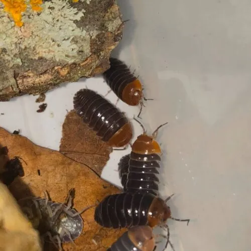 Armadillidium flavoscutatum “Redhead”