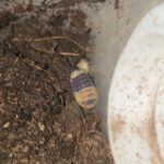 Cubaris sp. “Bumblebee”