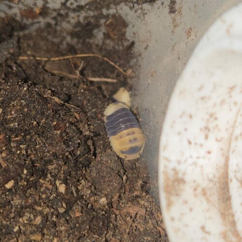 Cubaris sp. “Bumblebee”