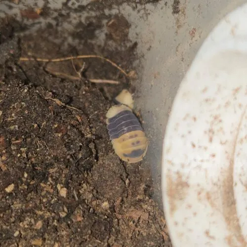 Cubaris sp. “Bumblebee”