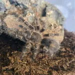 Grammostola pulchripes