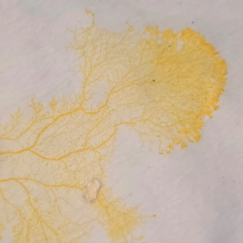 Physarum-polycephalum-slime.jpeg