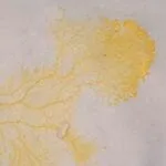 Physarum-polycephalum-slime
