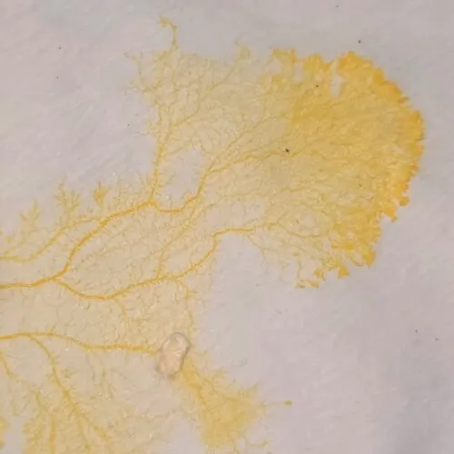 Physarum-polycephalum-slime