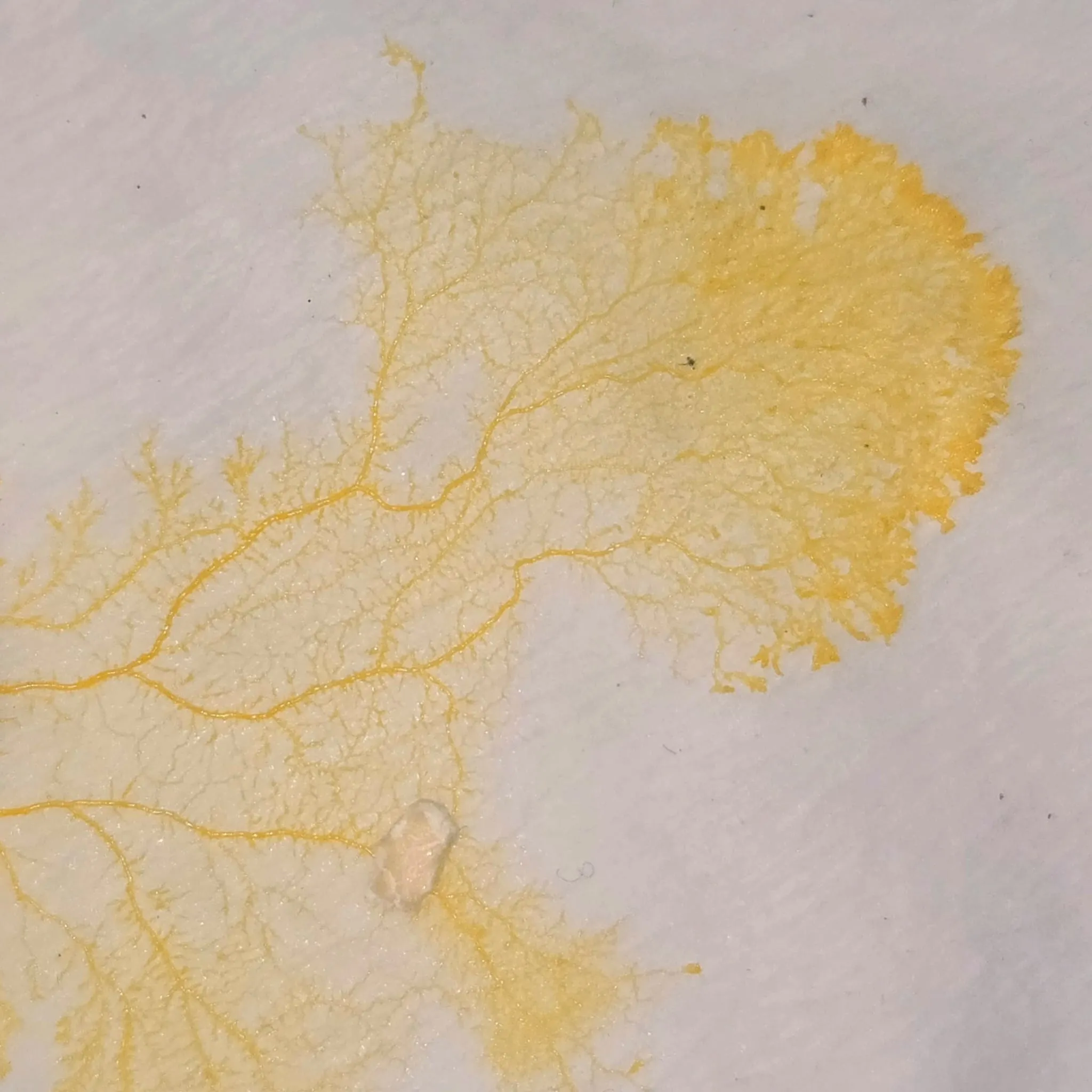 Physarum-polycephalum-slime.jpeg
