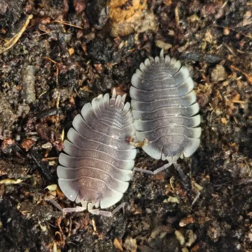 Porcellio werneri isopodos