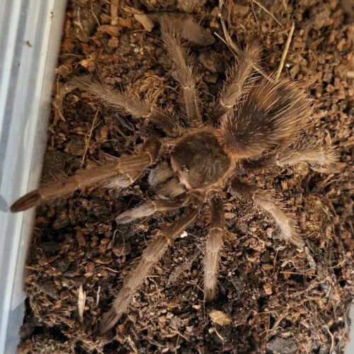 tarantula Lasiodora parahybana