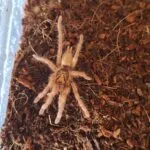 Neoholothele incei “Gold”