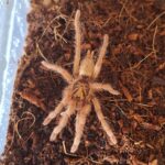 Neoholothele incei “Gold”