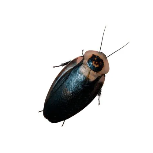 Blaberus craniifer cucaracha calavera de la muerte (alimento vivo)