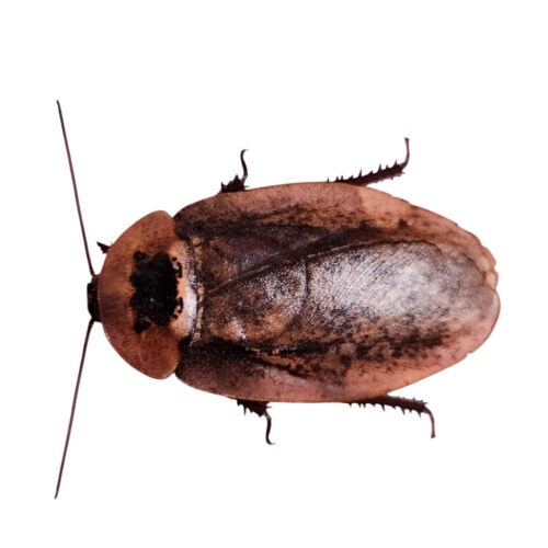 Archimandrita tessellata